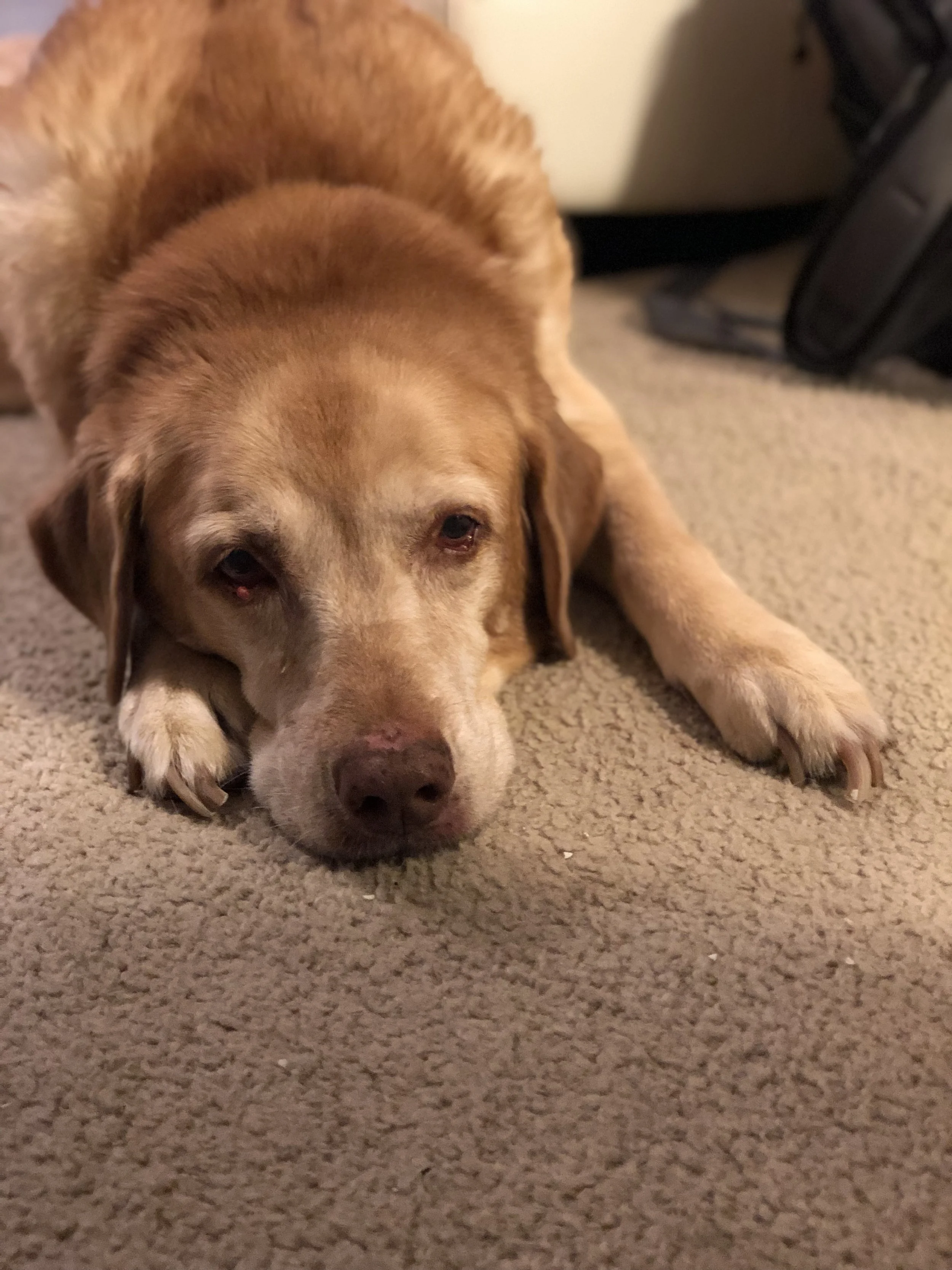 A Eulogy for Buttercup