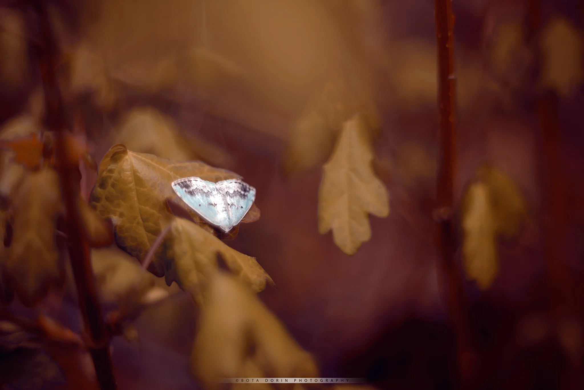 Mystic