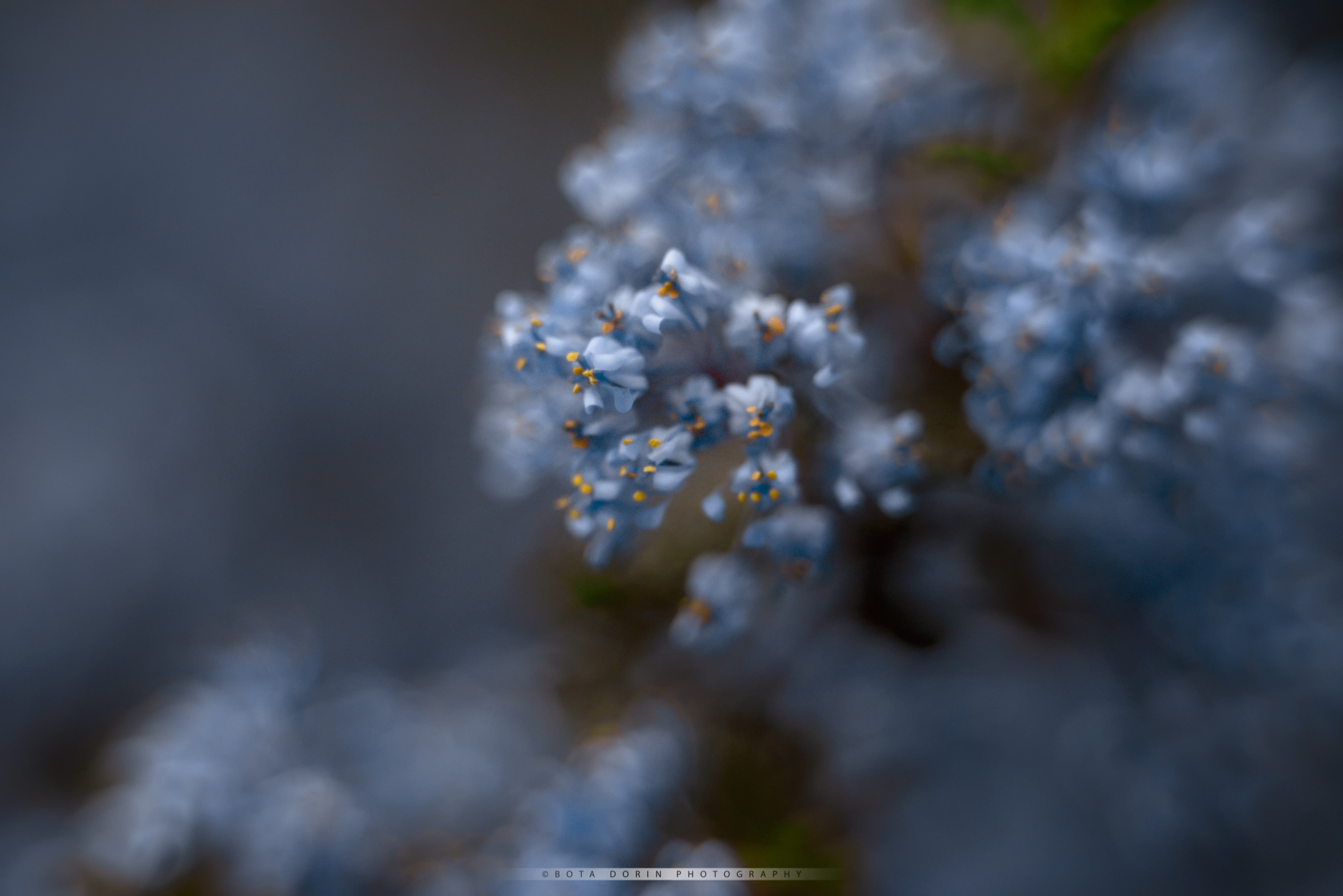 Springtime Dream