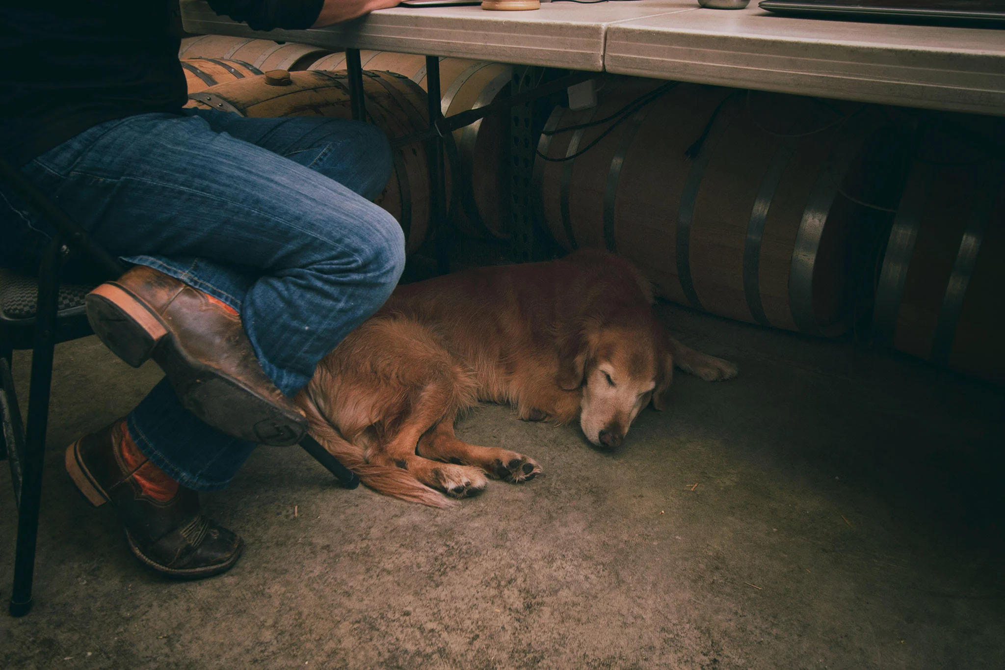 Whiskey, Moonshine, &amp; A Dog Named Galt