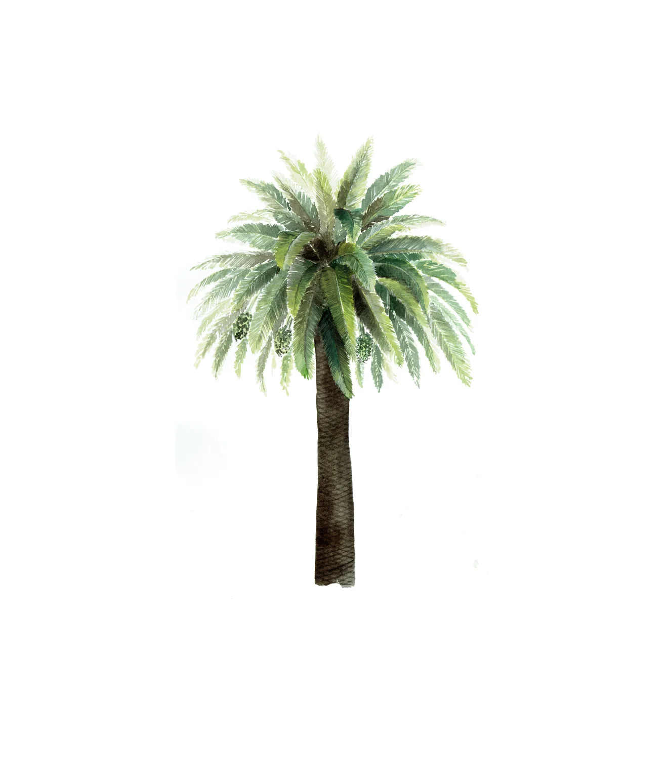 Date Palm.jpg