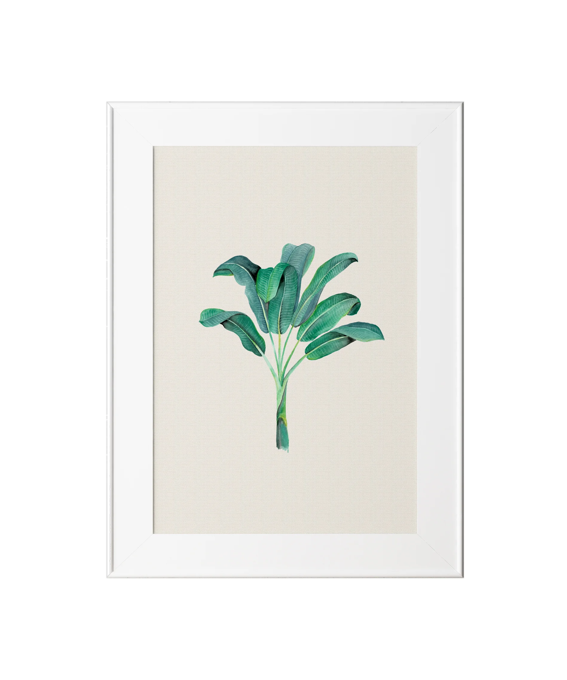 Banana Palm_Frame.jpg