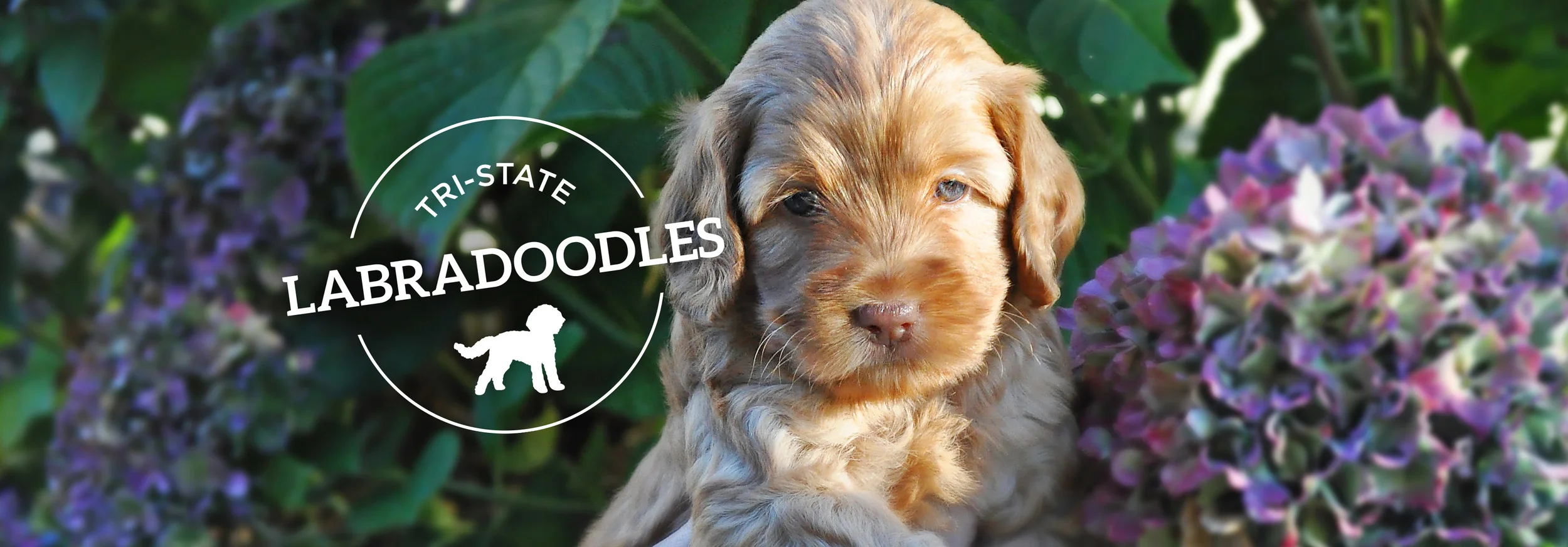 labradoodles_banner_3.jpg