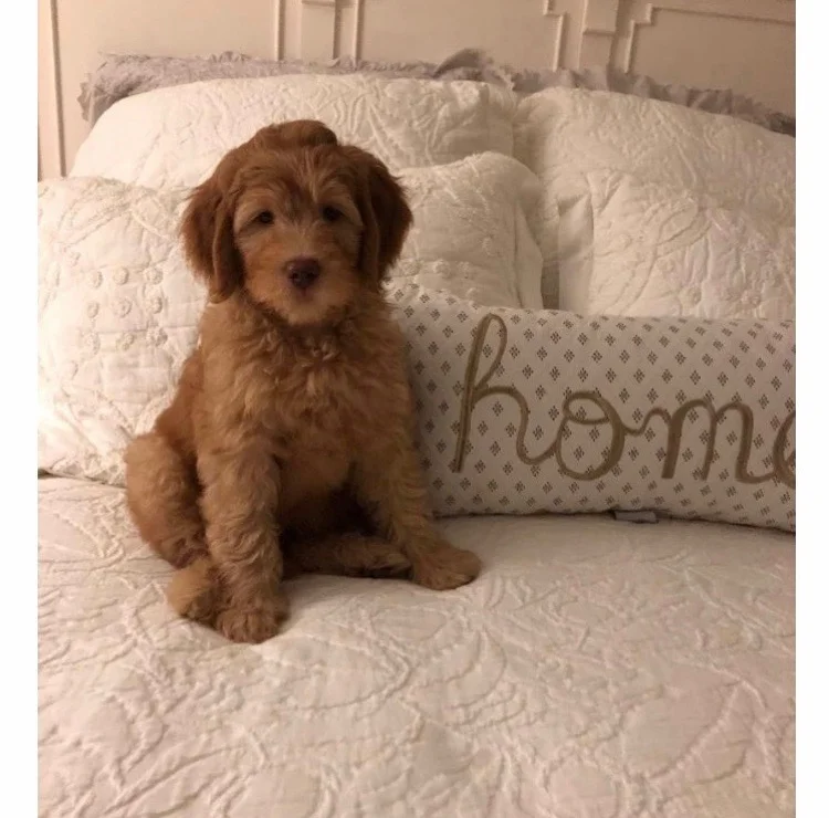 tri state labradoodles