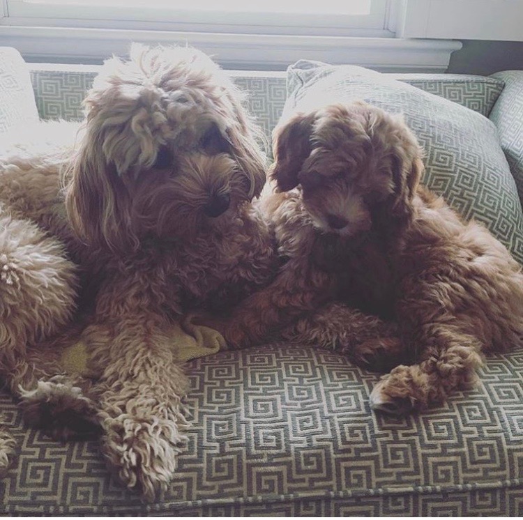 tri state labradoodles