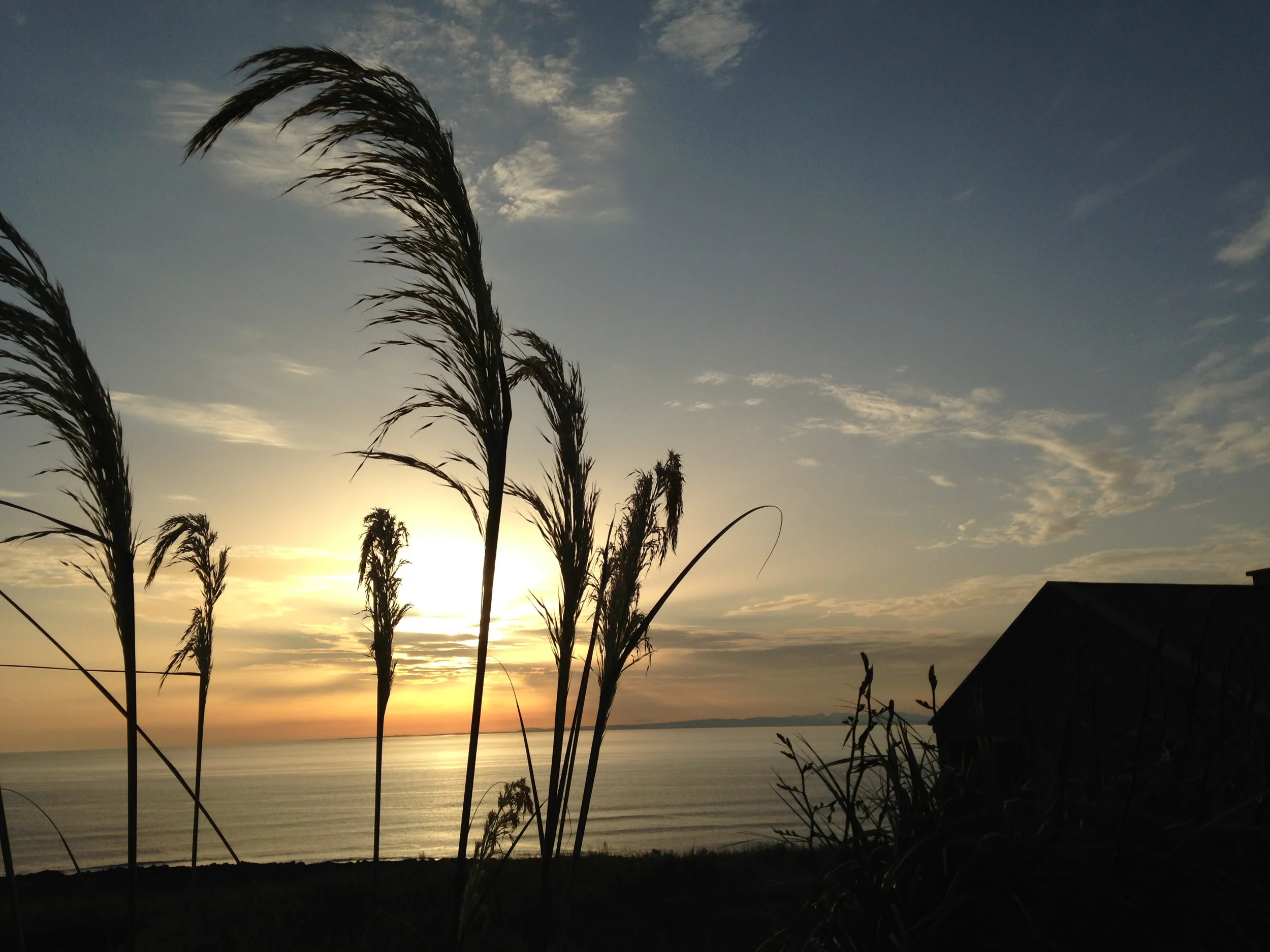 Ireland Wheat
