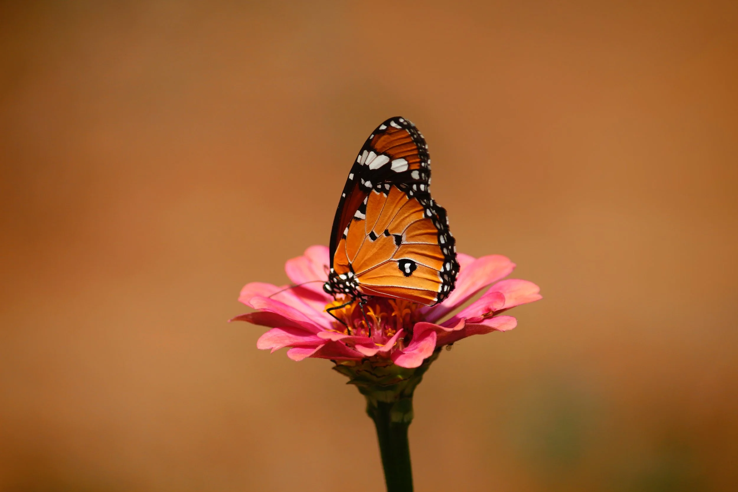 The Butterfly Effect: Your "Everyday" Actions Can Change The World