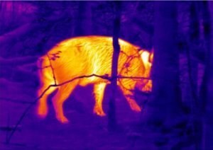 wild boar thermal image.jpg