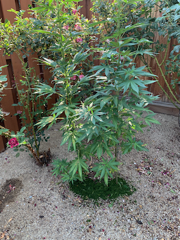 Health Benefits of Raw Cannabis