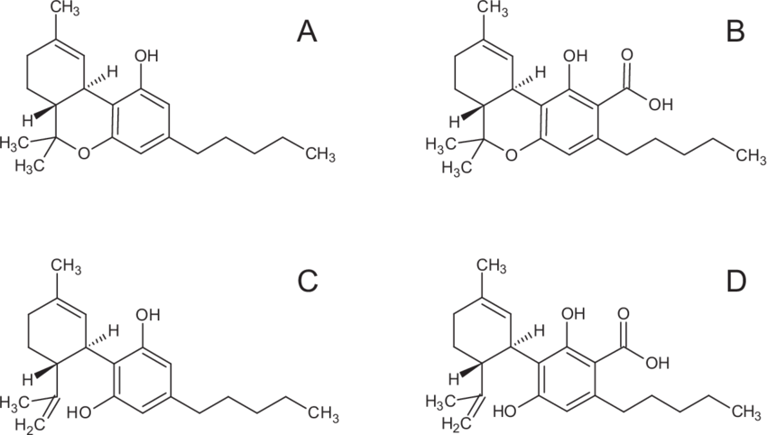 Where do THC-A &amp; CBD-A come from?
