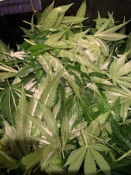 Sprinkle baking soda over the leaves to clean