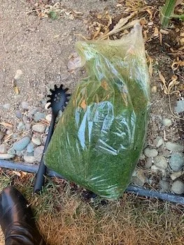 Juice pulp to feed the plants!