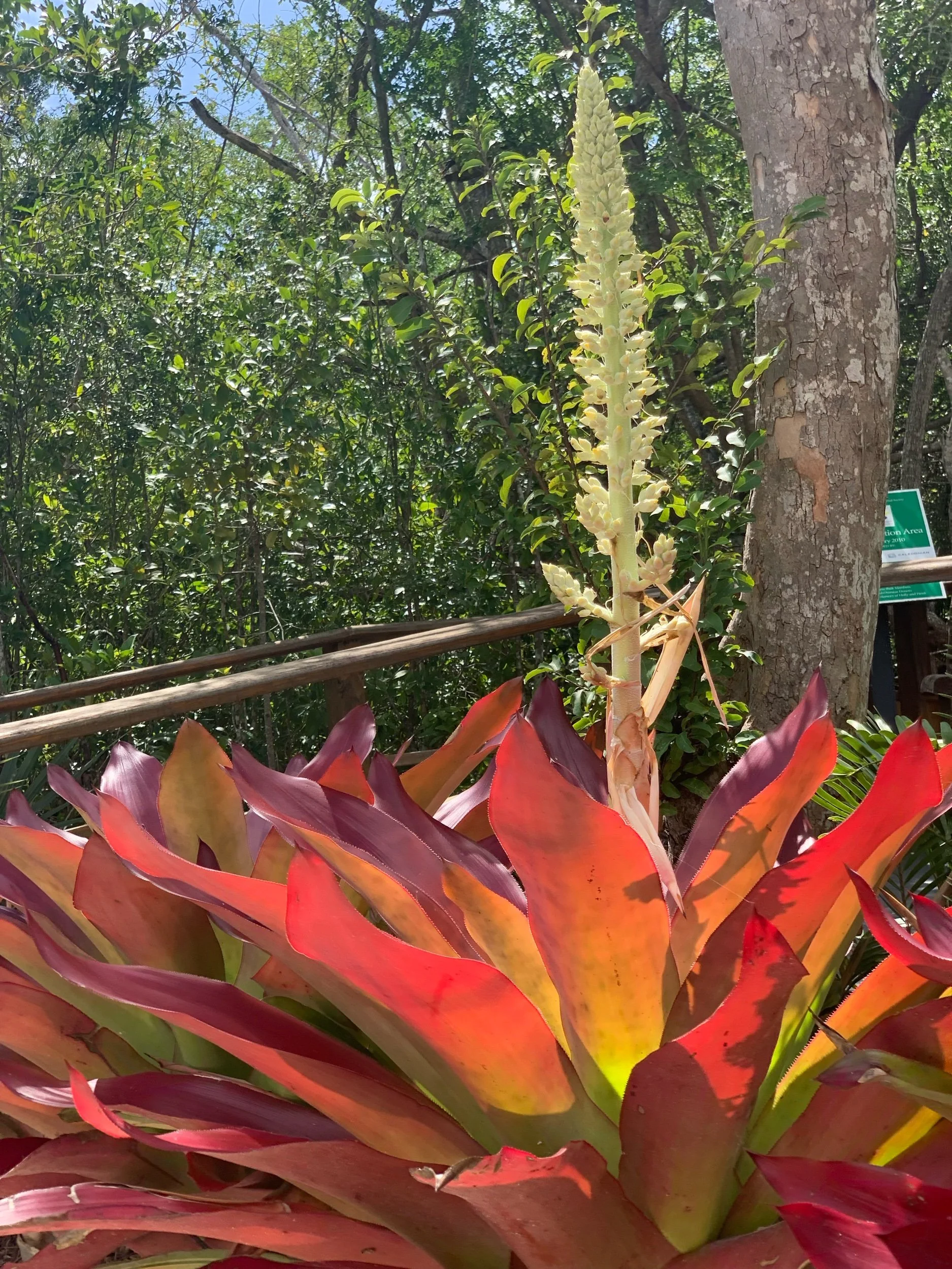 Stem cell therapy progress 2