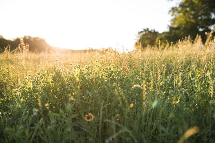 Inter-evolutionary Culture: What I Envision for our Future