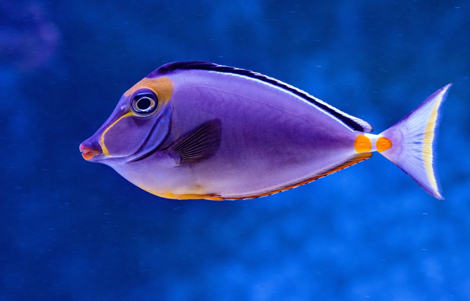 Look at that Amazing Creature!