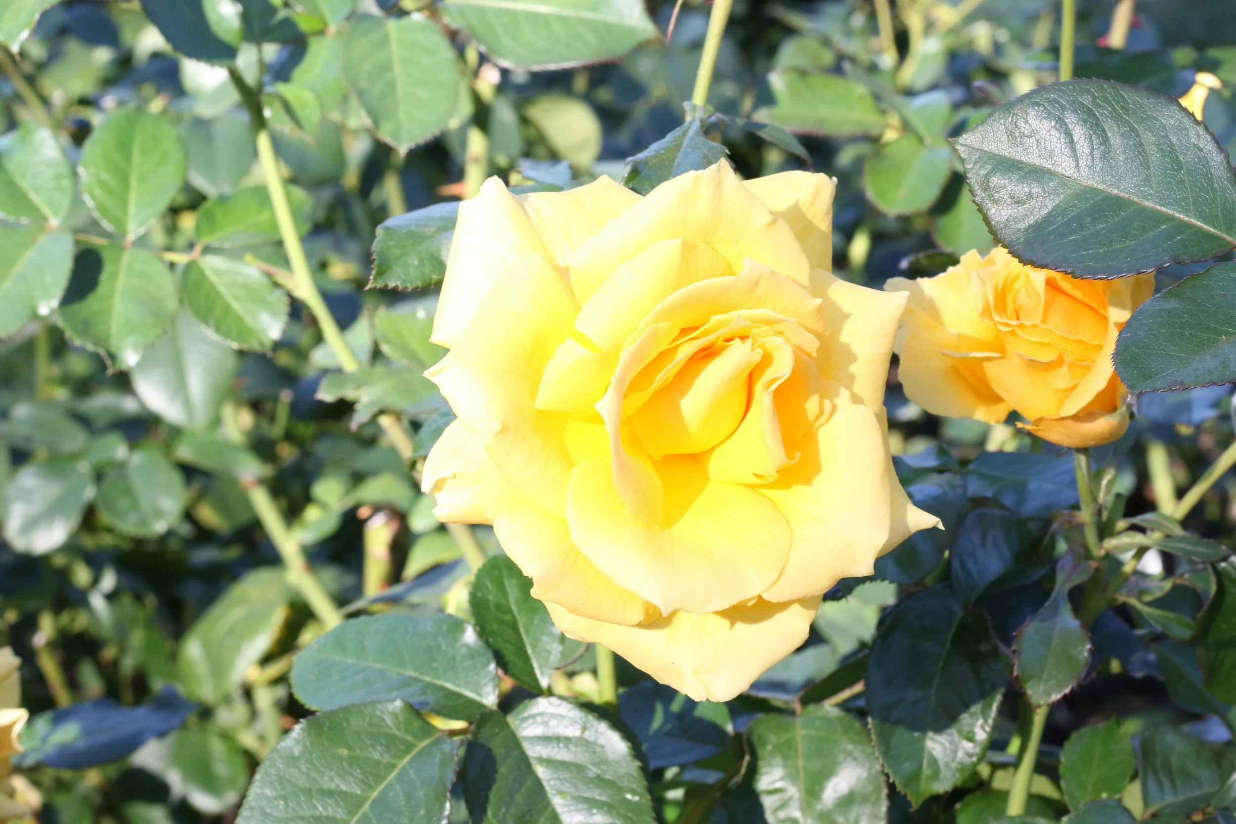 2C7A0502.JPG