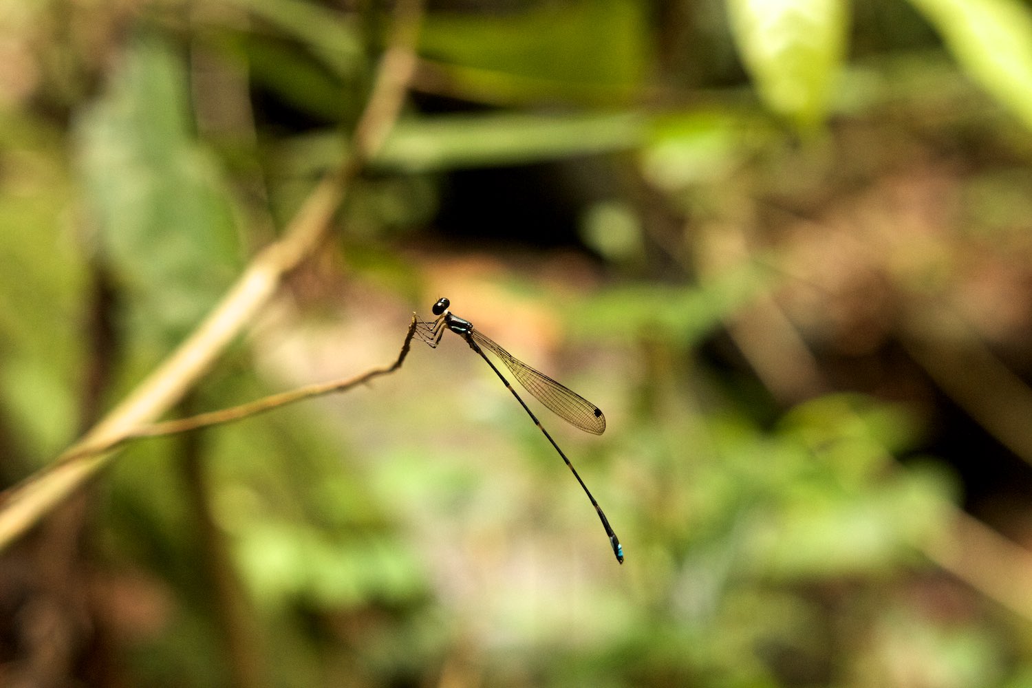 Less aggressive fauna
