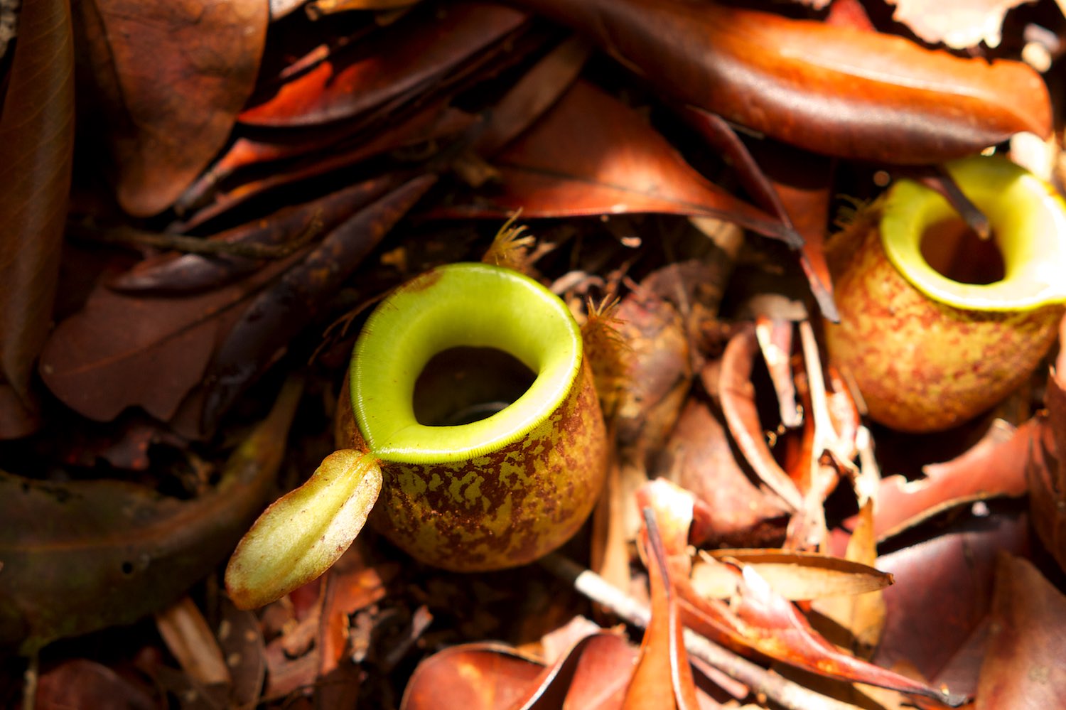 Pitcher plants