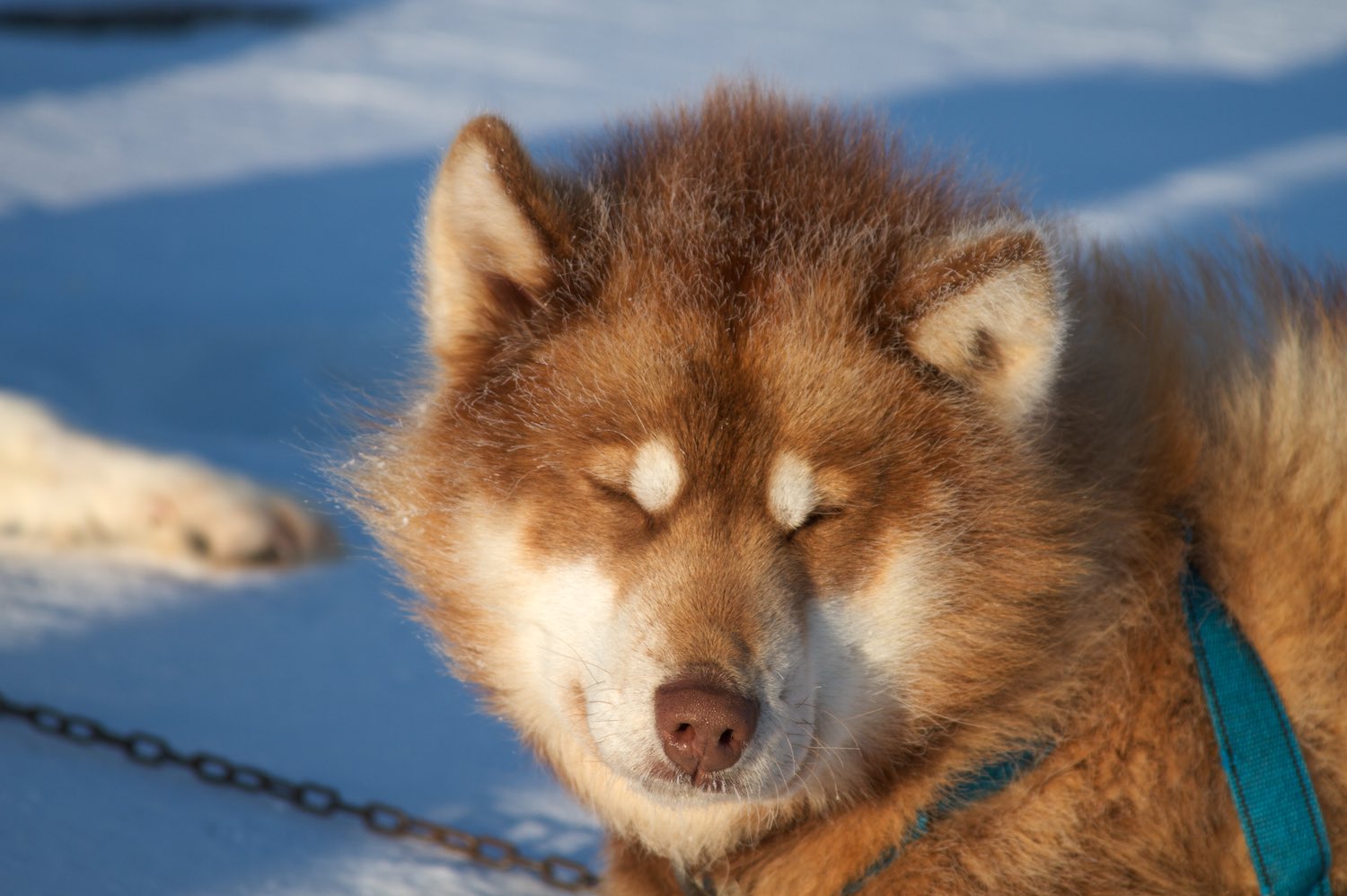  Our sled dogs resting after arriving from the nearest town, Ittoqqortoormiit 