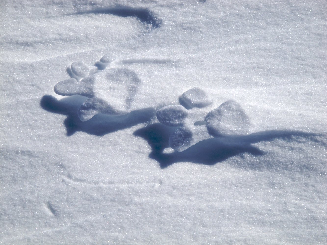  The compressed snow under the dogs paws were still there after 4 weeks 