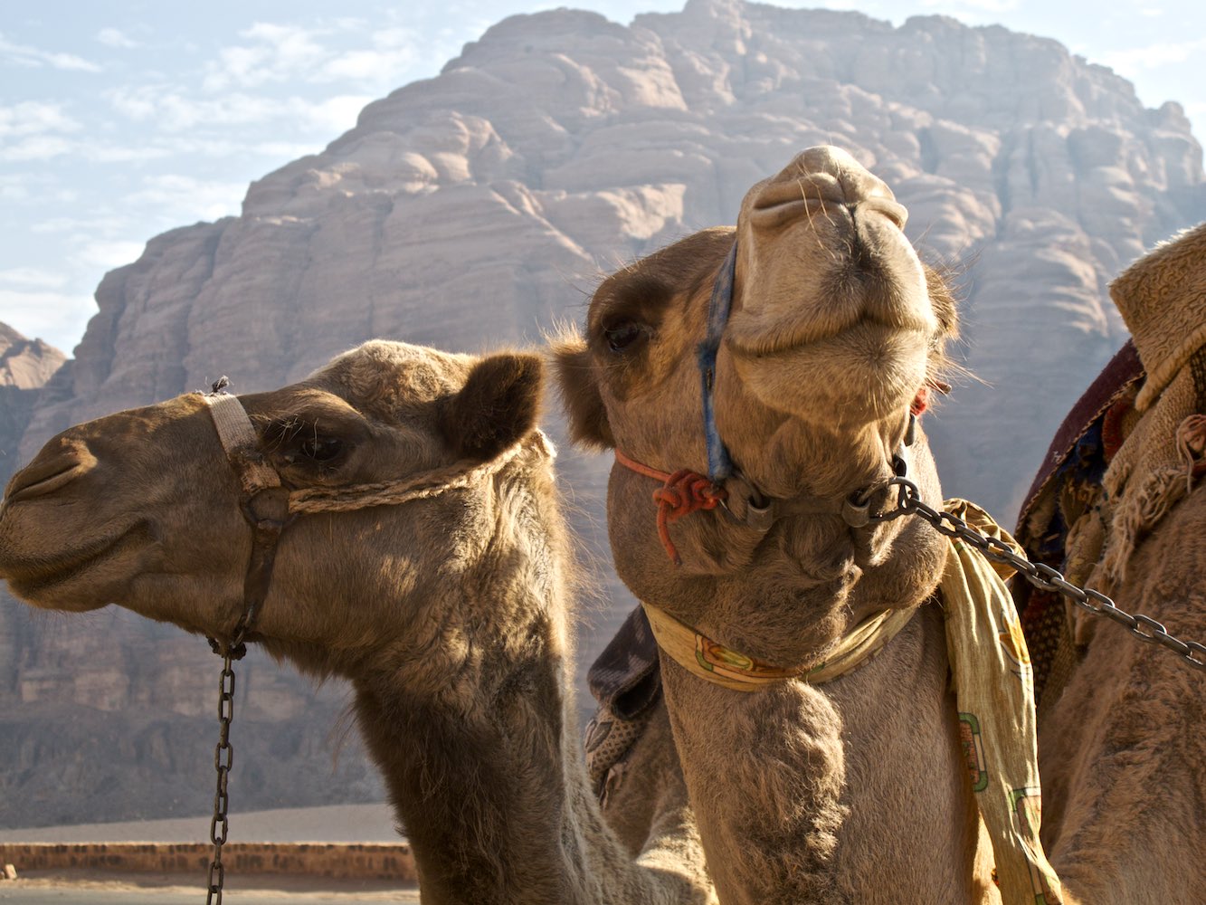 The dignified inhabitants of the Wadi Rum.jpg