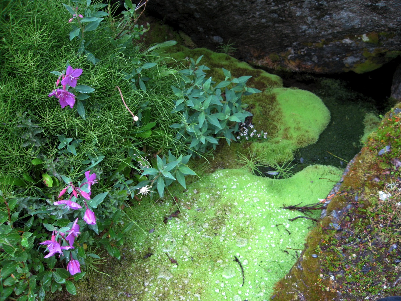  There were some very vibrant green mosses growing around streams 
