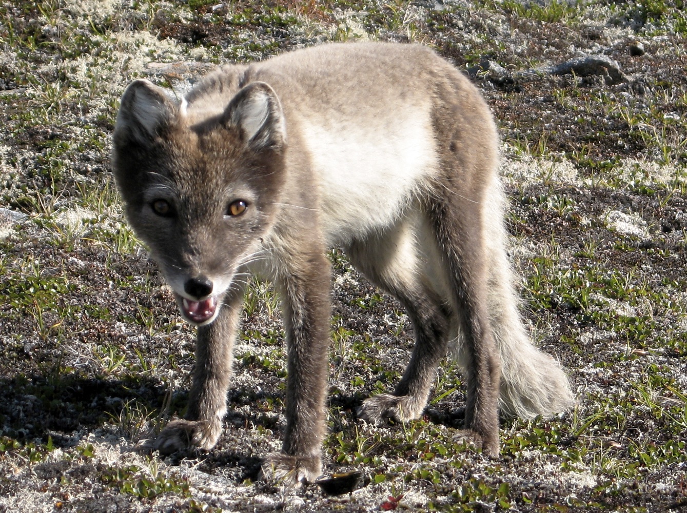  A curious Arctic fox in its summer coat 