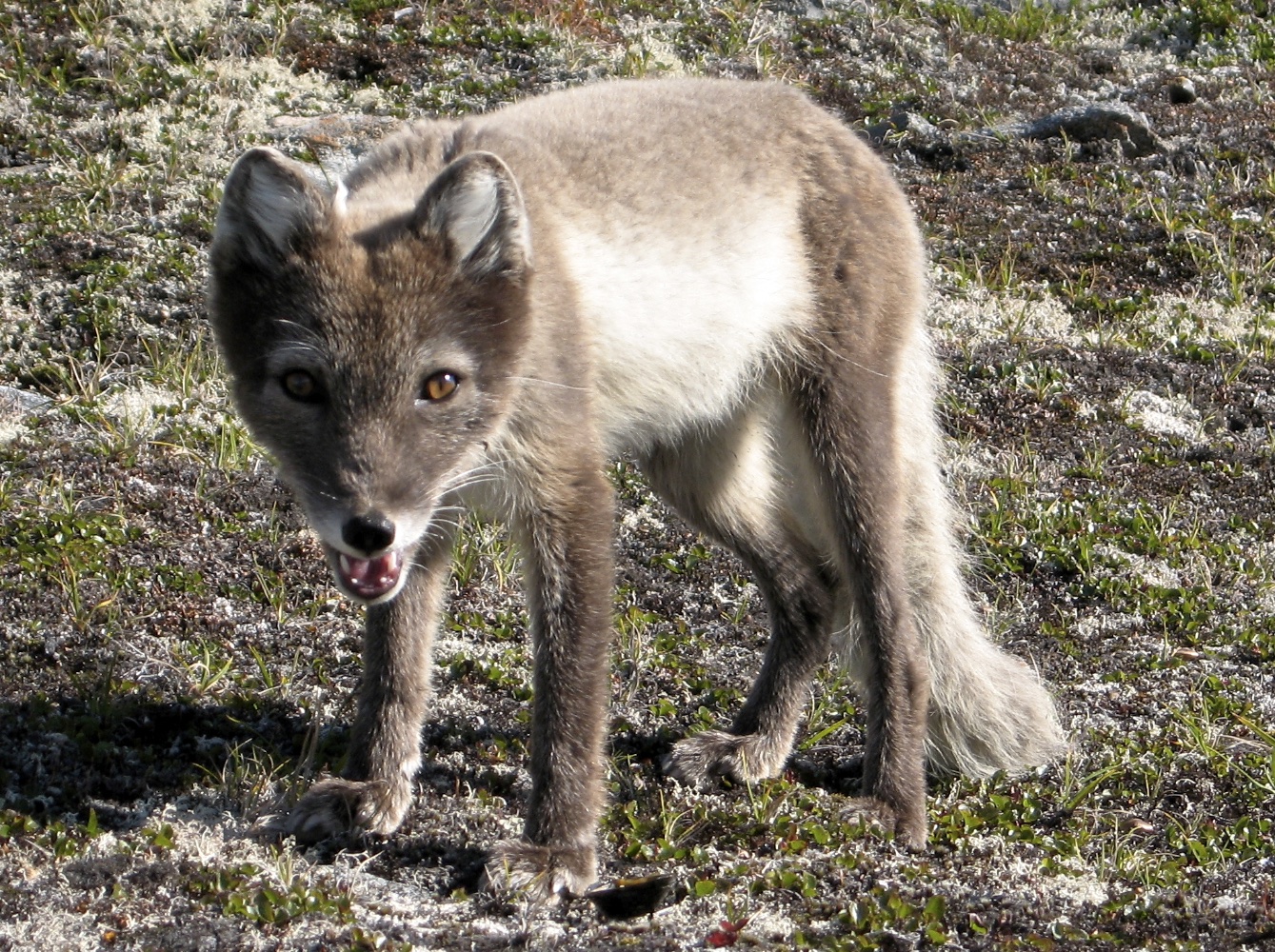 A curious Arctic fox in its summer coat