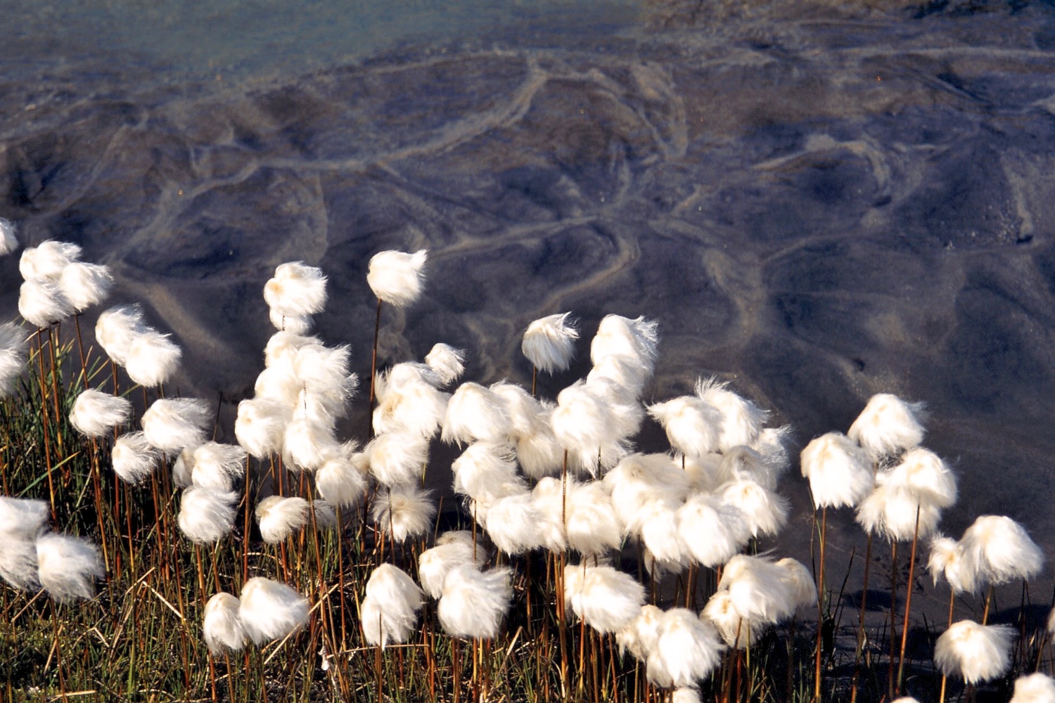  'Fluffies' (cotton grass) 