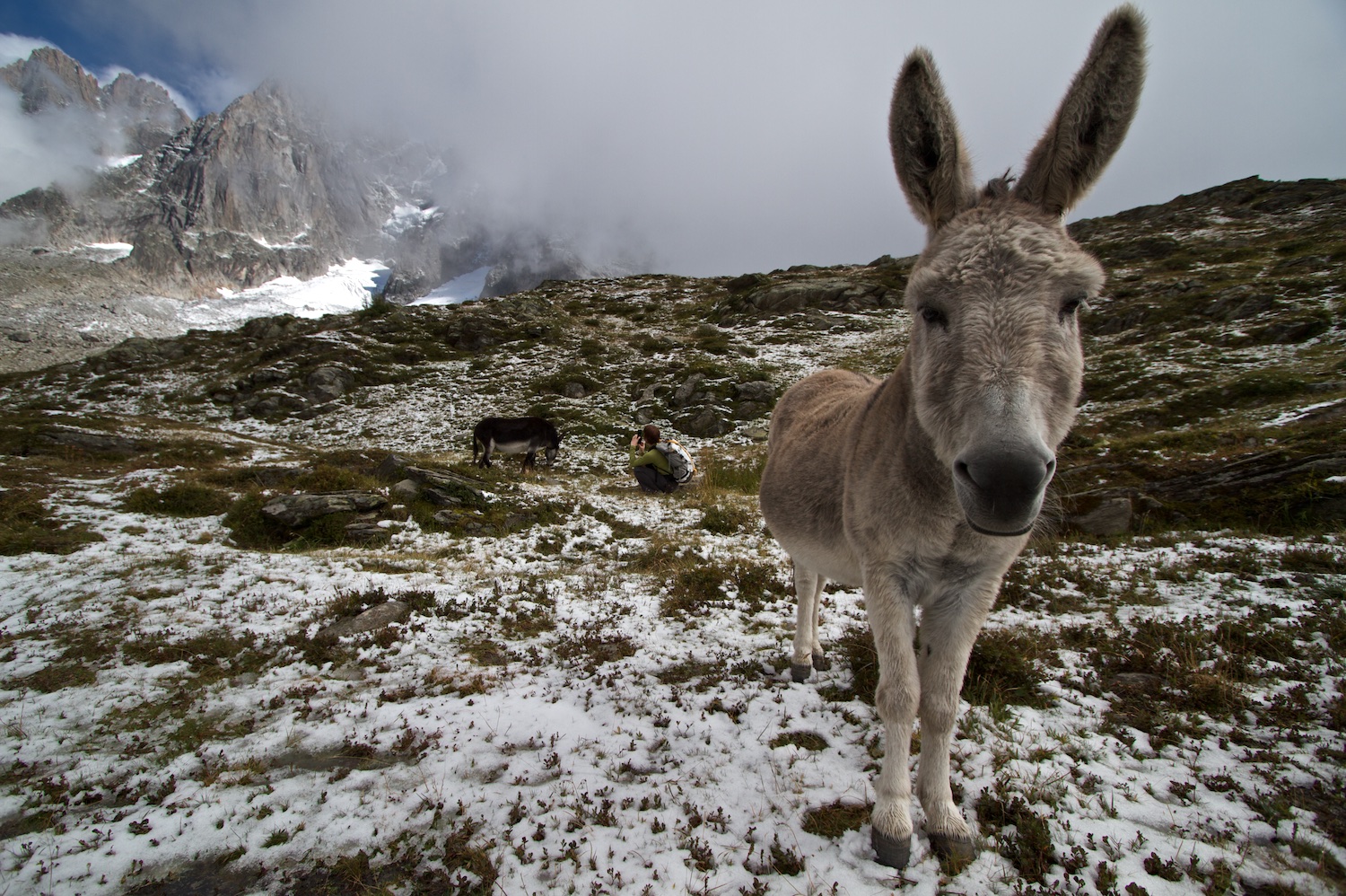A friendly donkey during a hike around Chamonix