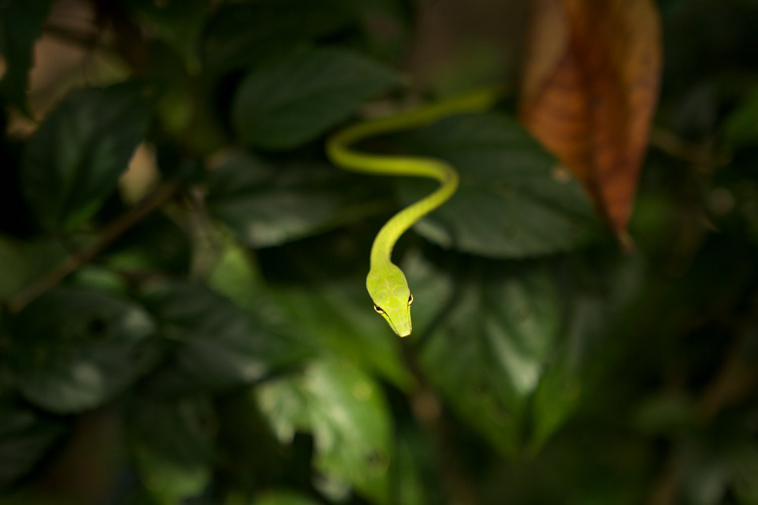Green snake.jpg