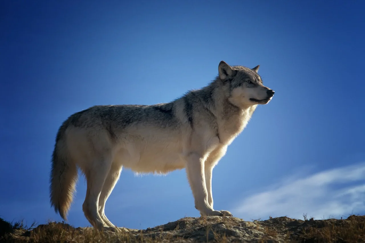 wolf on mountain