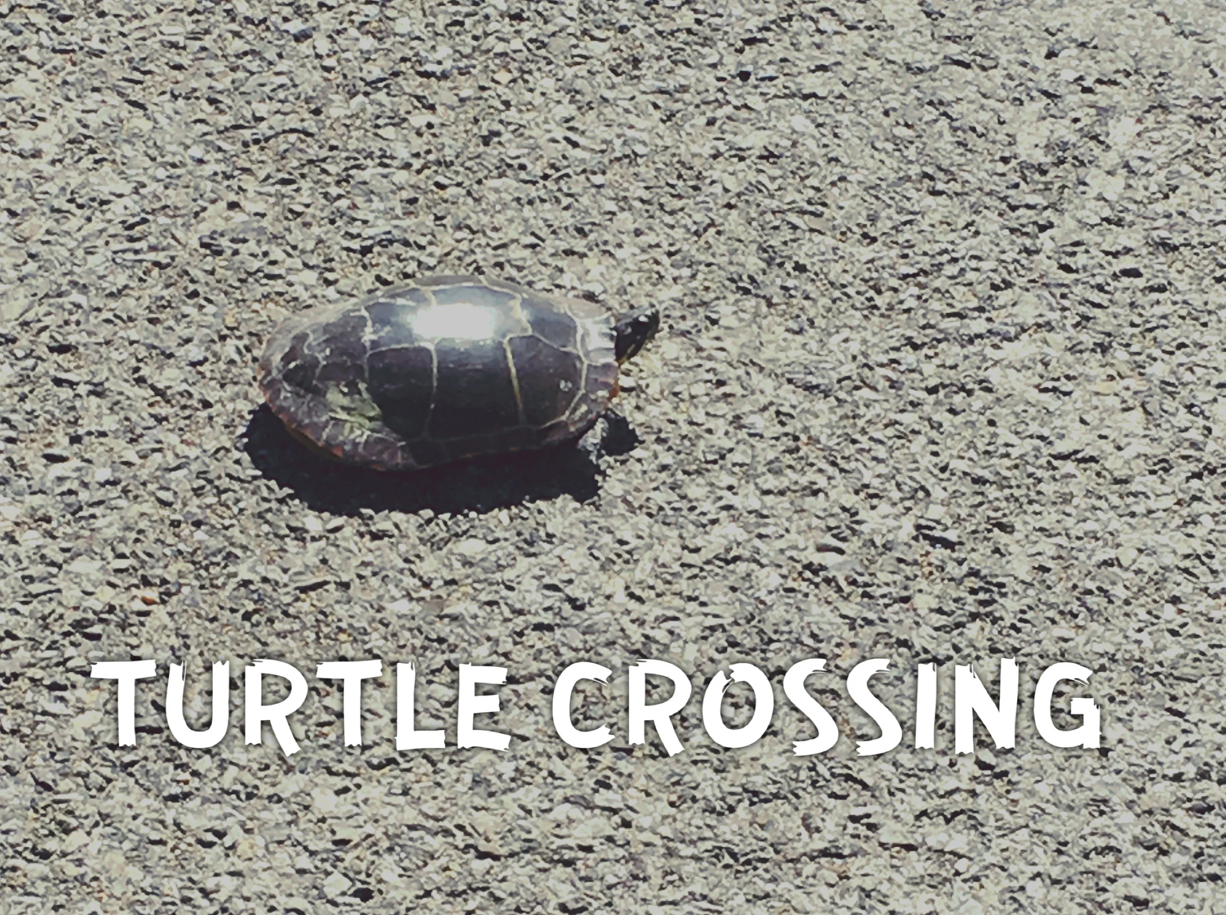 turtle-crossing.jpg