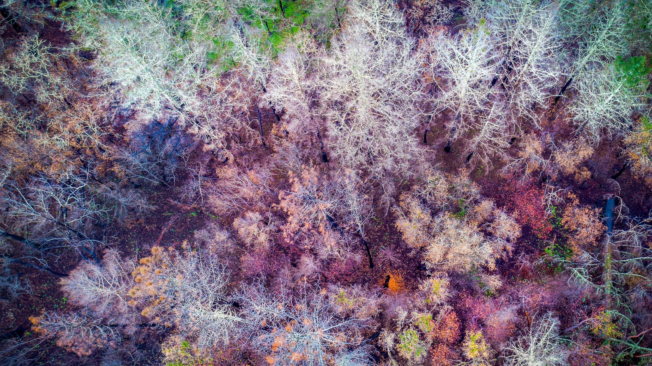 DJI_0003.jpg