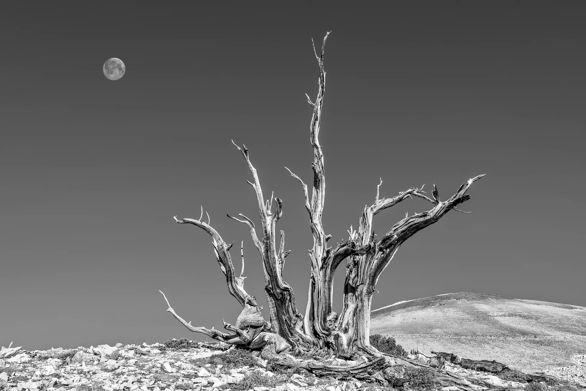 Ancient Bristlecone Pine Forest