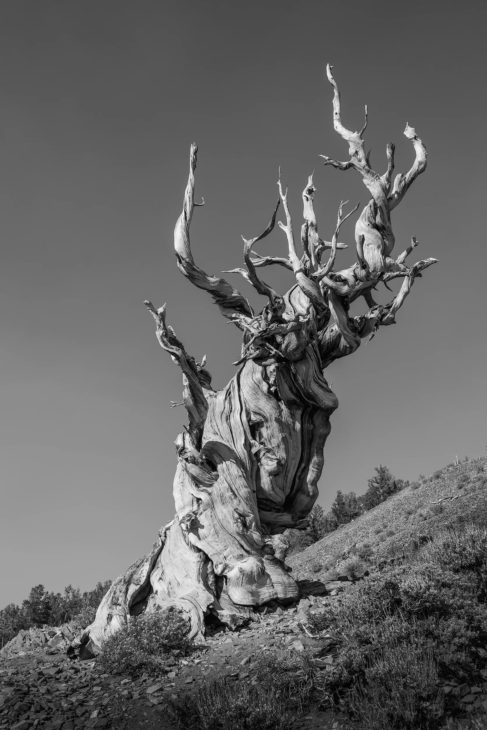Bristlecone Pine