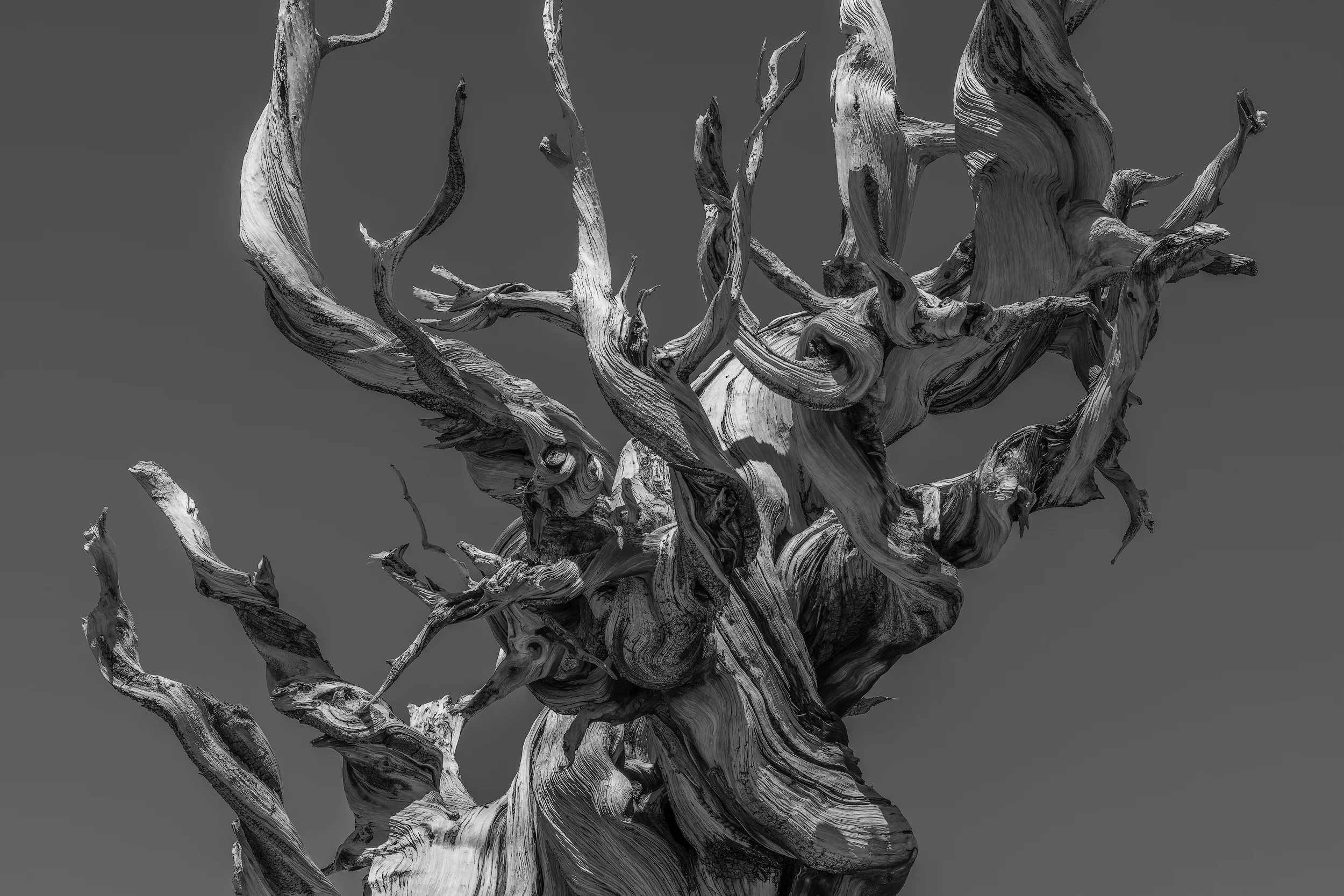 Ancient Bristlecone Pine Forest