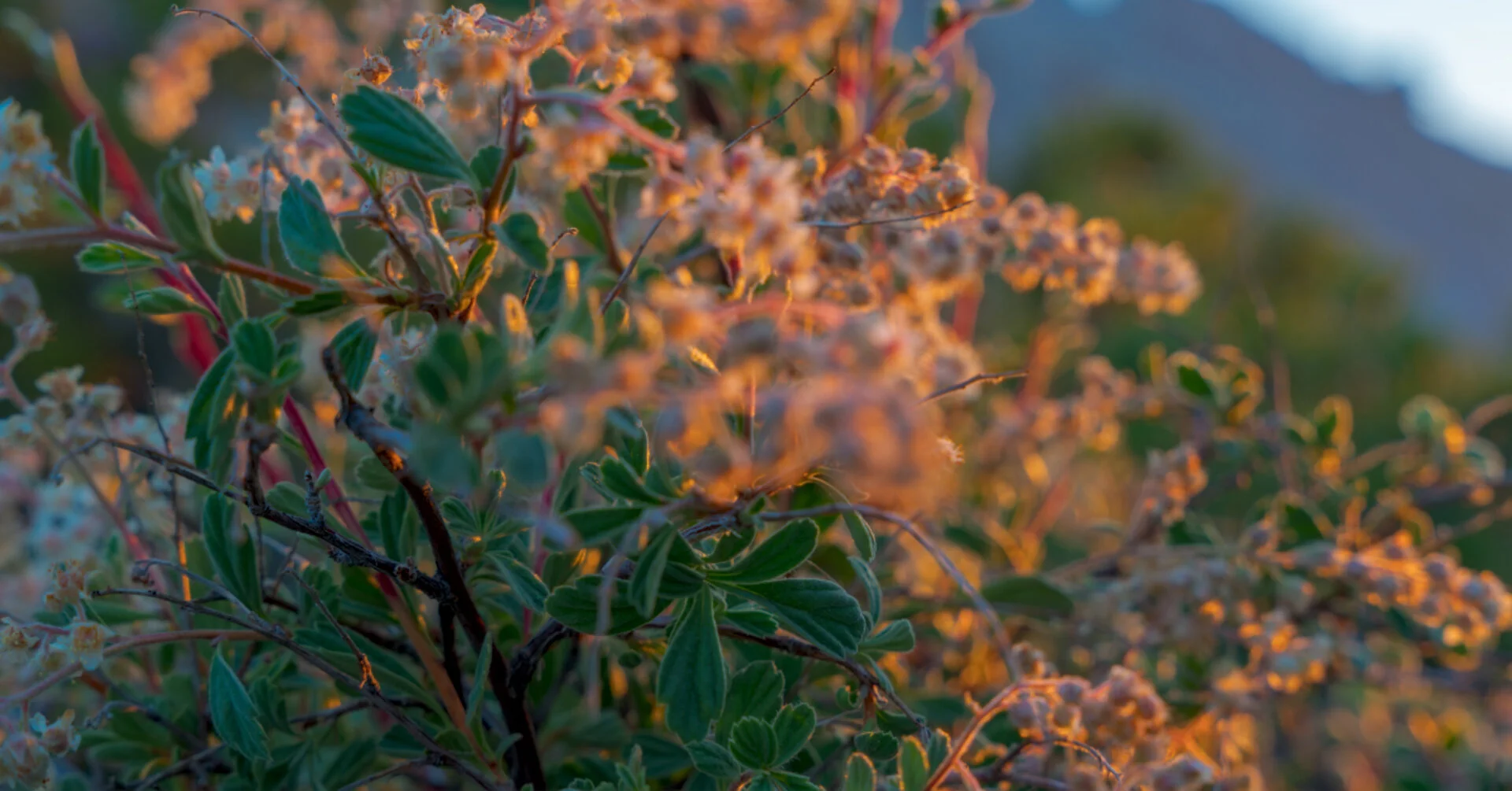 _DSC1098-Facebook_1200x628_U_50_sRGB-2048_long edge_1920x1005_U_150.jpg
