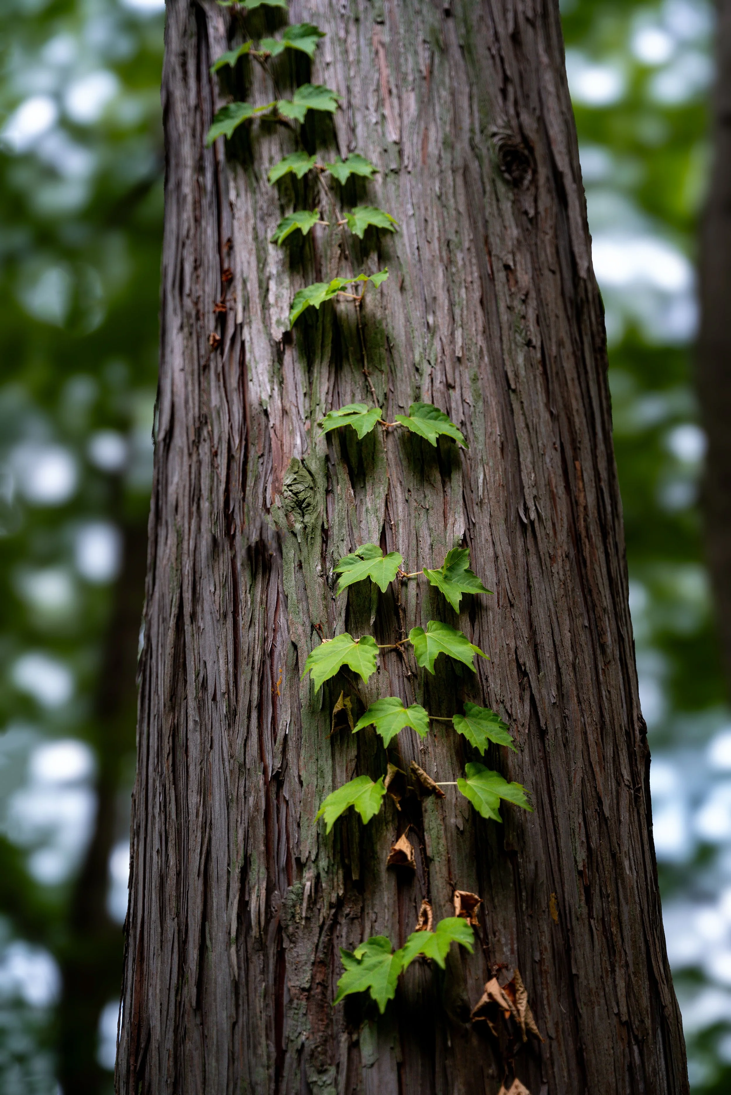 _DSC4281.jpg