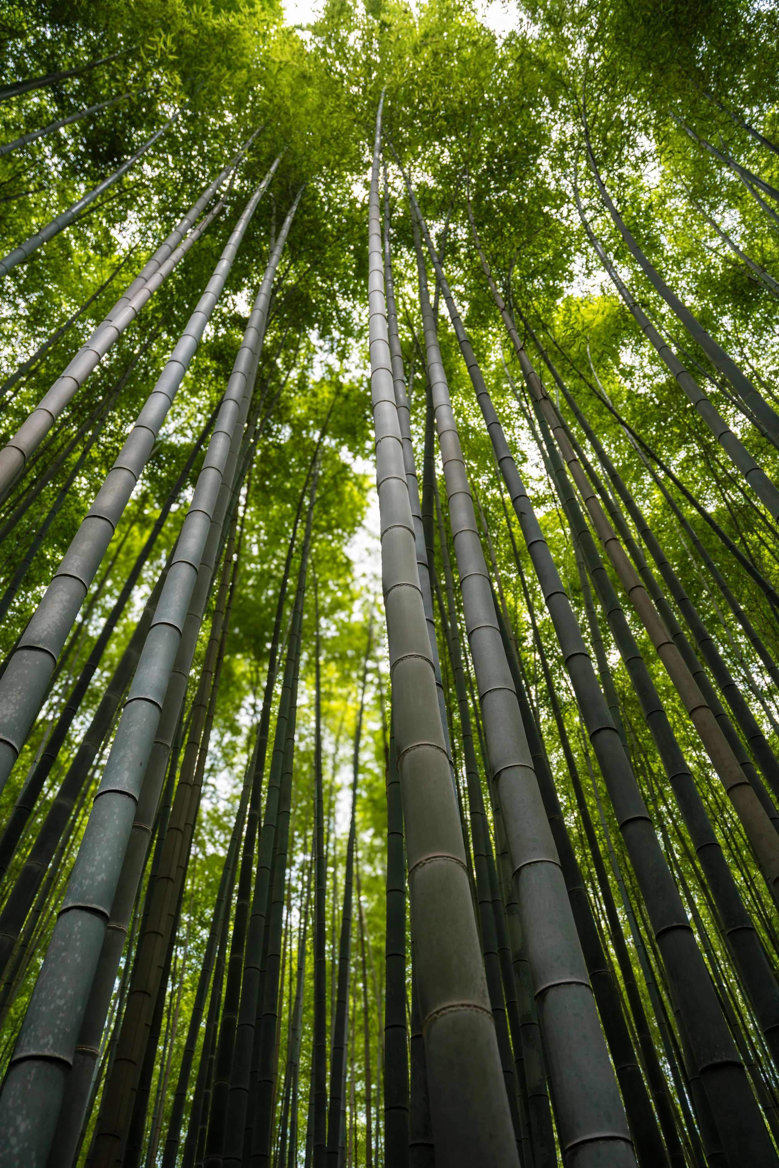 _DSC4656.jpg