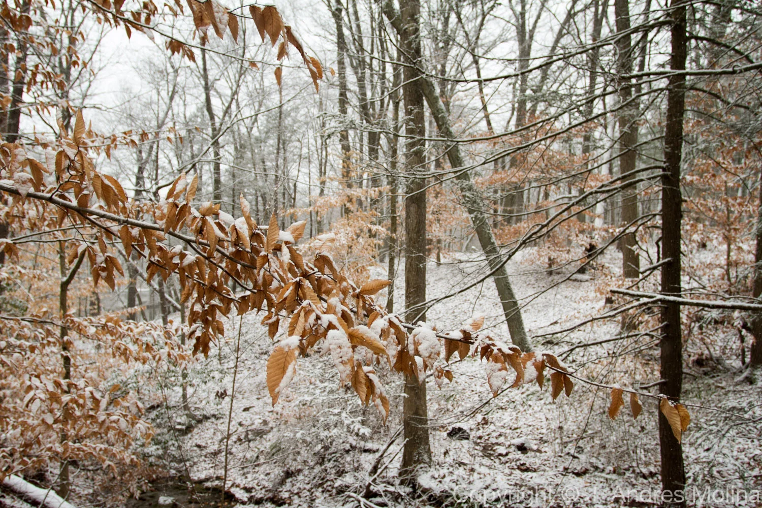  ISO 320 &nbsp; 17mm &nbsp; f/4.0 &nbsp; 1/160s  Jan. 2016 