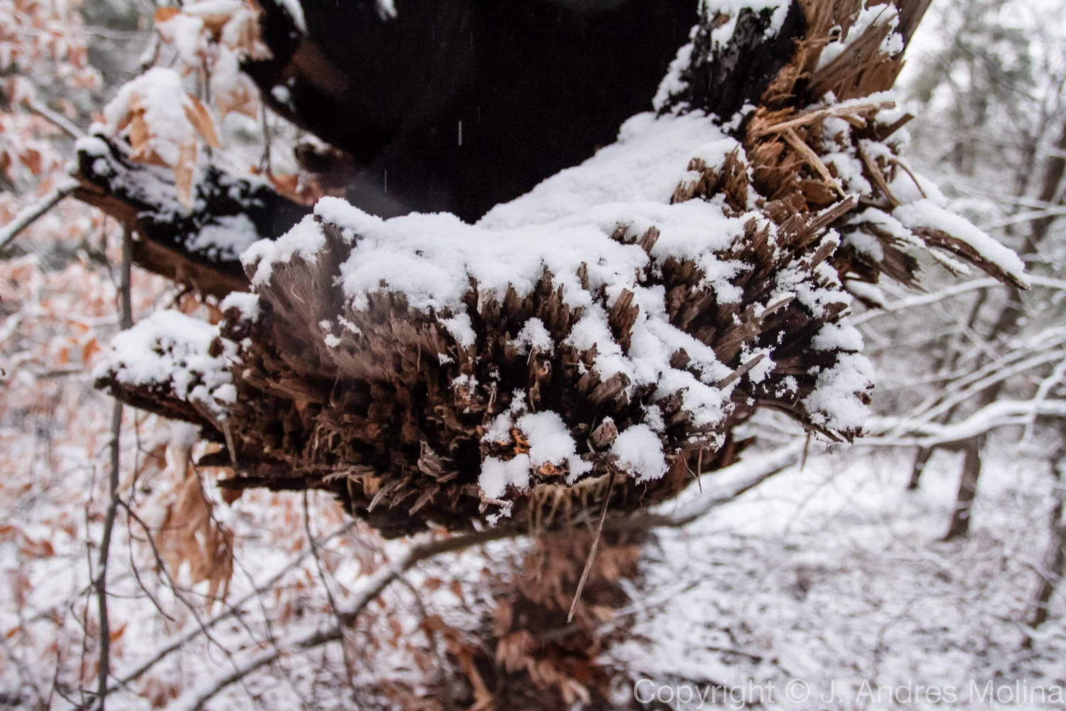  ISO 1600 &nbsp; 17mm &nbsp; f/4.0 &nbsp; 1/80s  Jan. 2016 