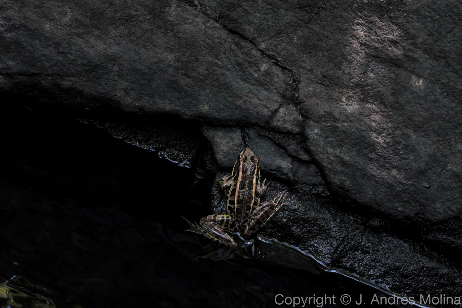  ISO 3200 &nbsp; 40mm &nbsp; f/11 &nbsp; 1/160s  July 2015 