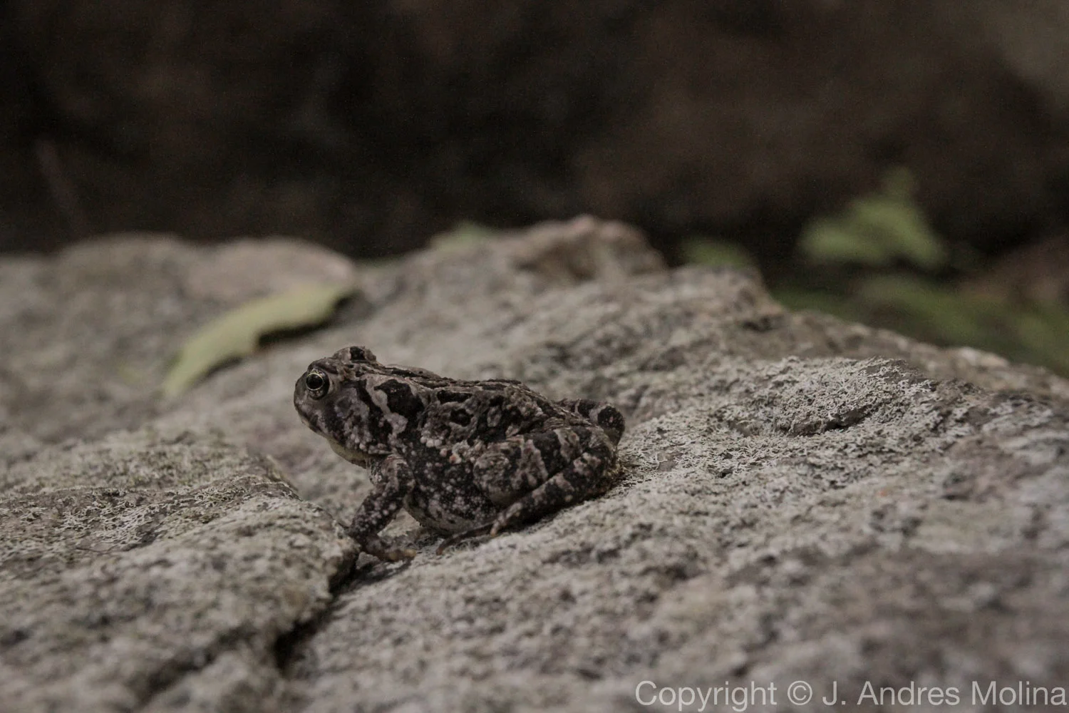  ISO 3200 &nbsp; 40mm &nbsp; f/10 &nbsp; 1/320s  July 2015 