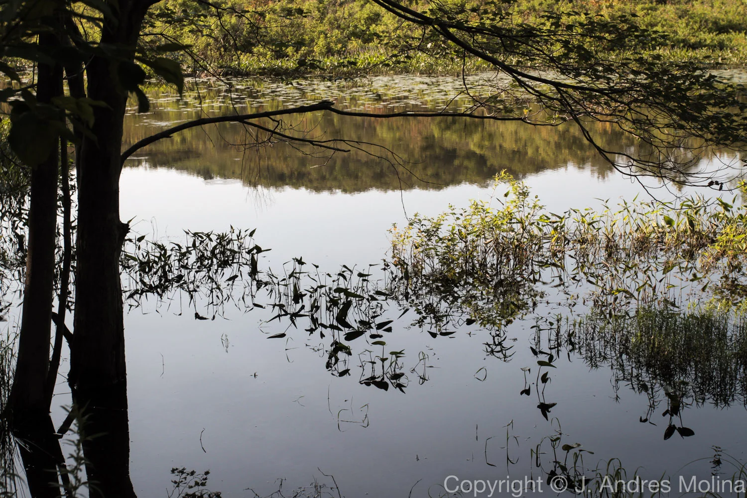 ISO 160 &nbsp; 40mm &nbsp; f/7.1 &nbsp; 1/320s  July 2015 