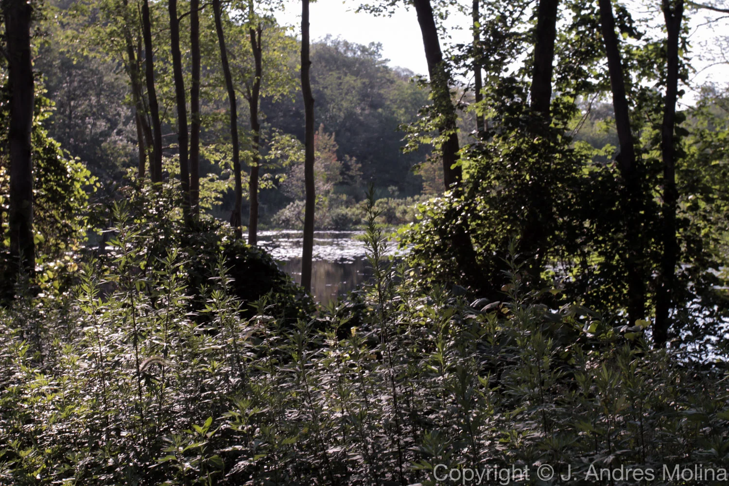  ISO 100 &nbsp; 38mm &nbsp; f/7.1 &nbsp; 1/160s  July 2015 