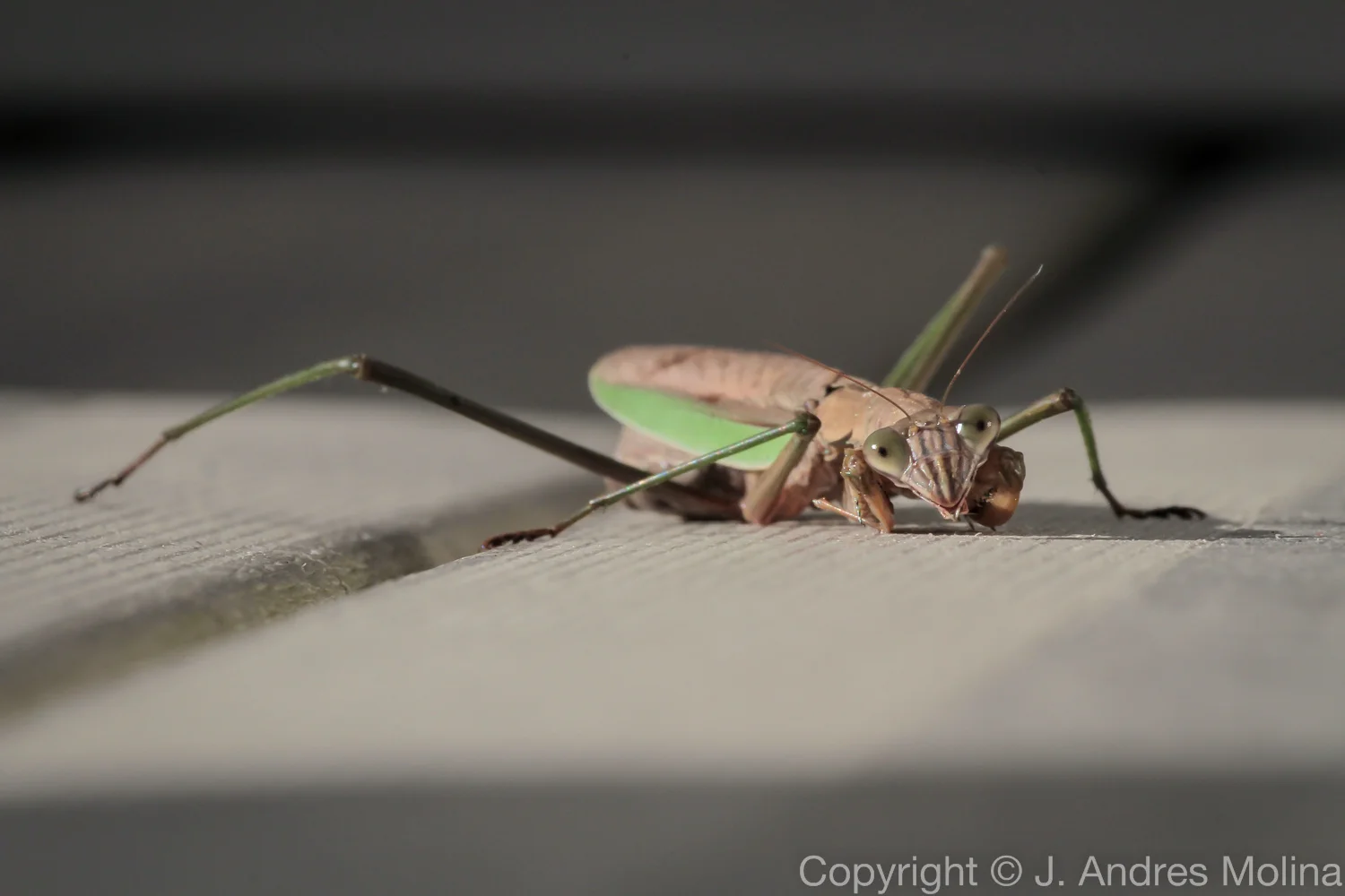  ISO 400 &nbsp; 225mm &nbsp; f/25 &nbsp; 1/250s  Nov. 2014 