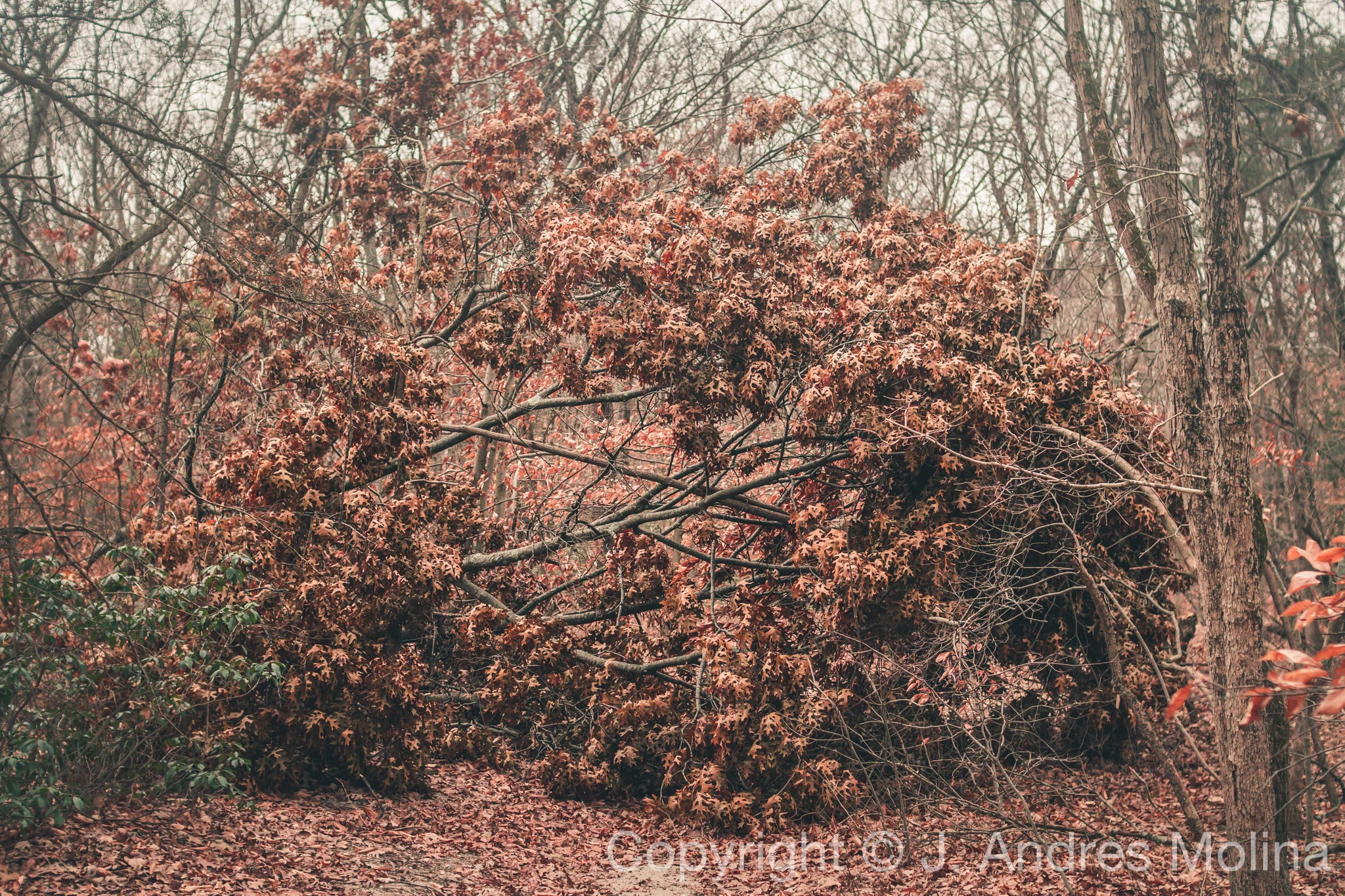  ISO 400&nbsp; &nbsp;30mm&nbsp; &nbsp;f/2.5&nbsp; &nbsp;1/800s  Jan. 2018 