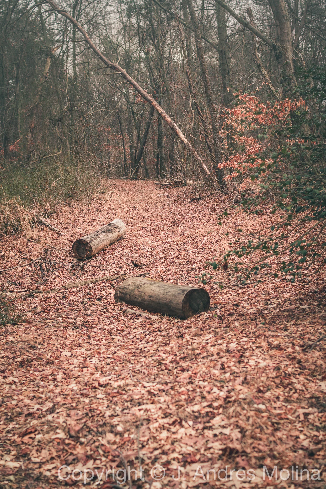  ISO 400&nbsp; &nbsp;30mm&nbsp; &nbsp;f/2.5&nbsp; &nbsp;1/800s  Jan. 2018 