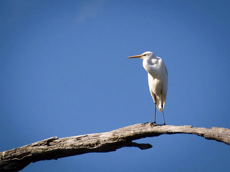 AFTER: very engaging composition, clean lines, and perfectly exposed bird in tricky light